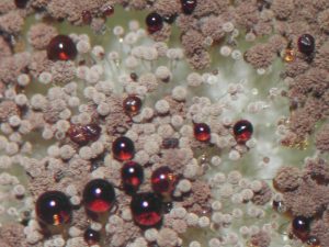 Schimmelkultur mit rötlichen Tröpfchen